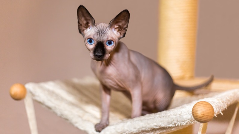 naakte kat op krabpaal sphynx kat